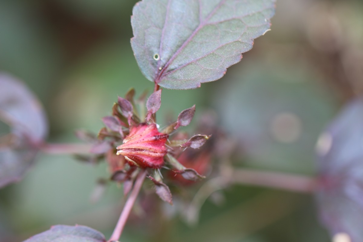 Hibiscus acetosella Welw. ex Hiern